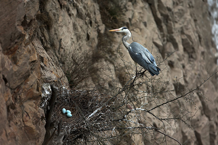 Week in Wildlife: Heron Bird In Yuncheng, China