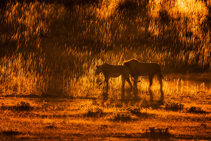 Week in Wildlife: Silhouettes Of Africa