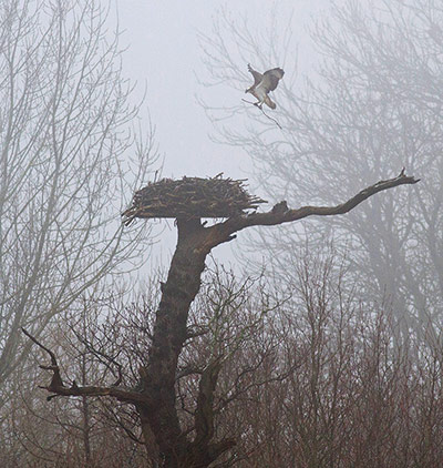 Week in Wildlife: Osprey arrived in Rutland