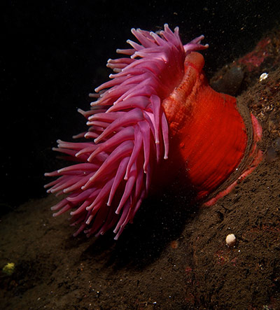 Week in Wildlife: Horseman Anemone of Loch Long, Scotland