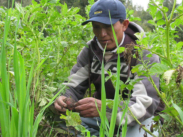 Farmer examines potato crop