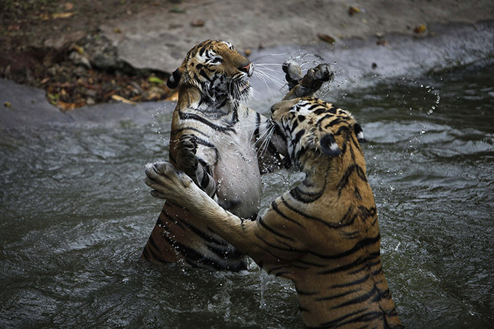 24 hours: Hyderabad, India: Royal Bengal tigers play in the water
