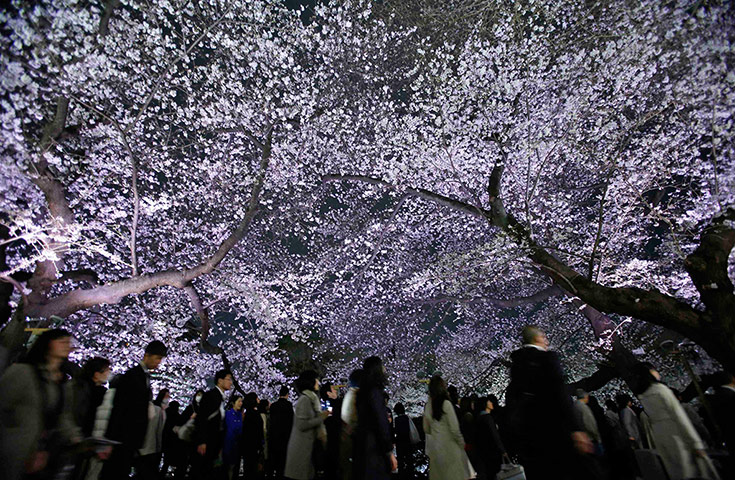 24 hours: Tokyo, Japan: Visitors walk under illuminated cherry blossoms