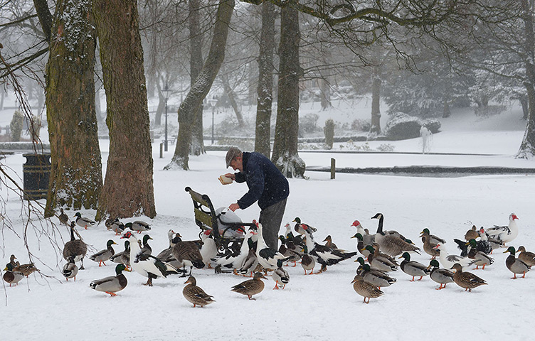 Uk snow: A man feeds the birdlife in a snow covered Pavilion Gardens in Buxton