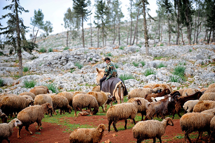 20 photos: A Syrian shepherd