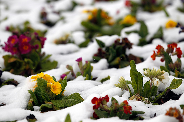 Uk snow update: Spring flowers surrounded by snow on a roundabout in Ruthin, North Wales