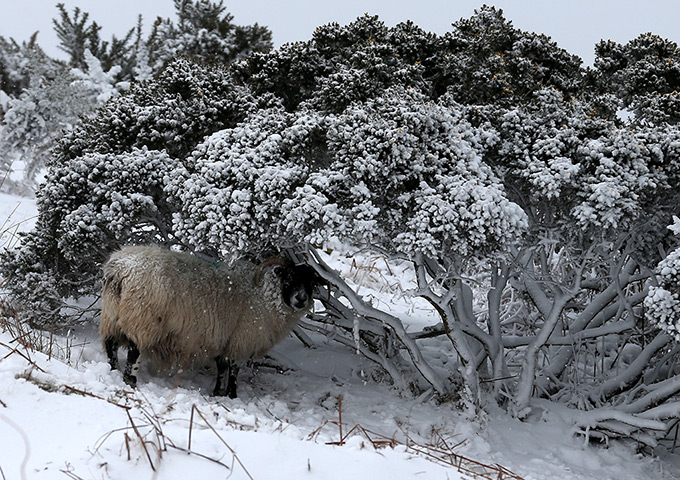 Uk snow update: A sheep shelters from the wind and snow at a farm near Fintry, Scotland