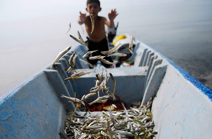 20 Photos: A boy sorts fish