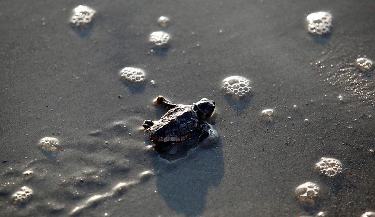 24 hours: A Loggerhead turtle hatchling