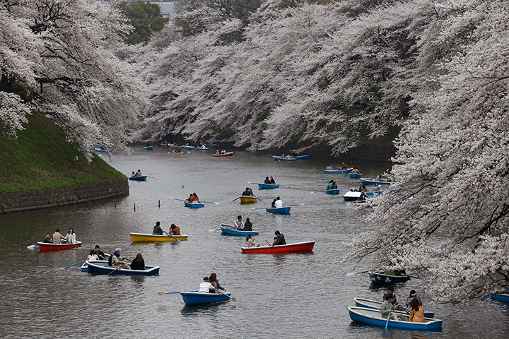 24 hours: cherry blossoms along the Chidorigafuchi Imperial Palace moat  in Tokyo