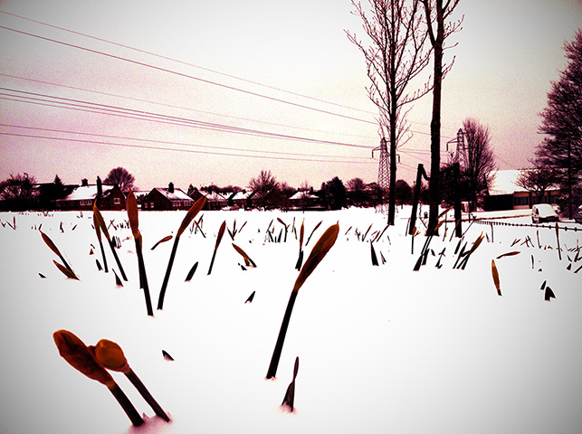 Snow March: 2013 52 Weeks - 12 Daffodils in Spring