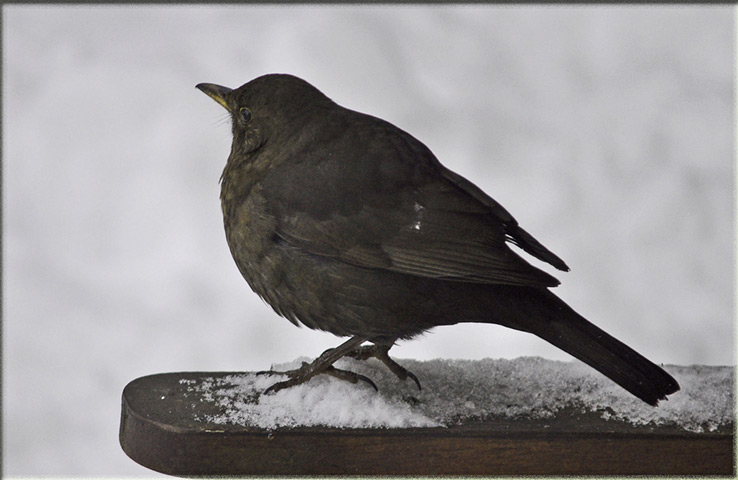 Snow March: Female Blackbird