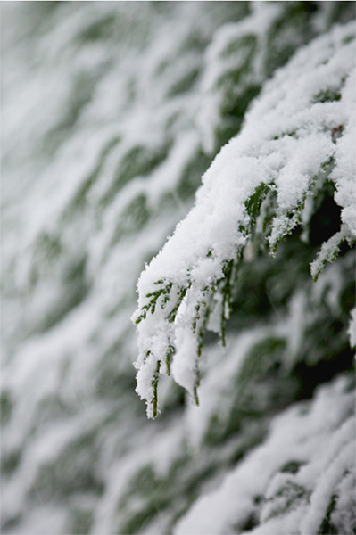 Readers' snow pictures: March Snow