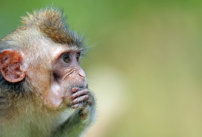 24 hours in pictures : A long-tailed macaque pauses at the newly completed River Safari