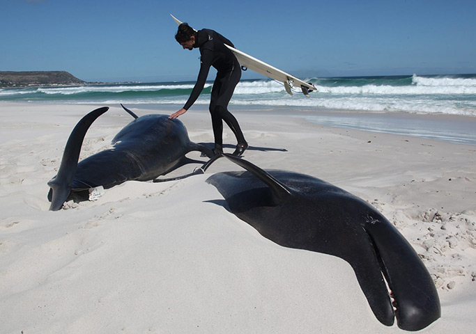 24 hours in pictures : A surfer touches one of the dead Pilot Whales that beached themselves