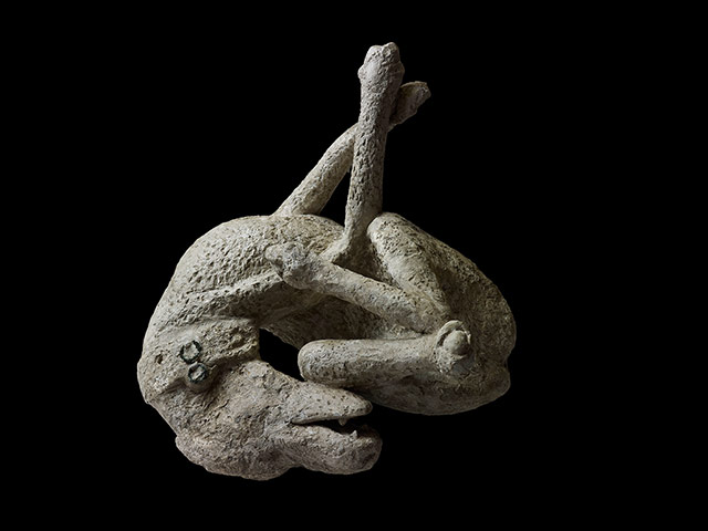 Pompeii at the BM: Plaster cast of a dog