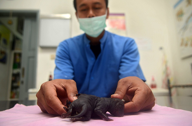 24 hours in pictures: Puppy Born With Rare Disorder In Jakarta