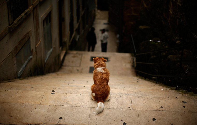24 hours in pictures: A dog stands on a flight of stairs at the Alfama neighborhood in Lisbon