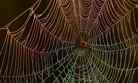 Spider web