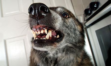 Dog snarling