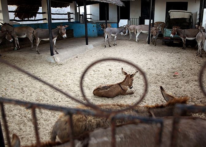 24 hours: Lamu town, Lamu: Donkeys rest in the donkey hospital 