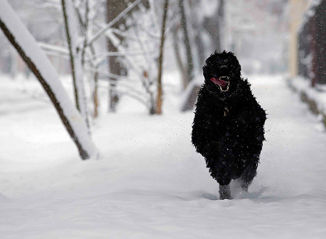 24 hours: Budapest, Hungary: A dog runs in a snow-covered street