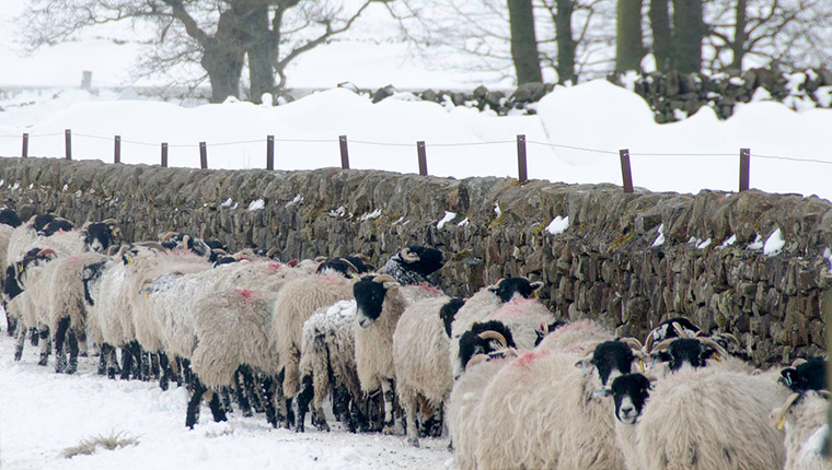 Readers' snow pictures: sheep