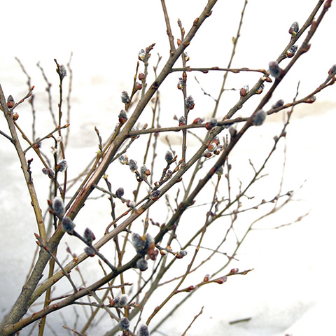 Readers' snow pictures: pussy willow