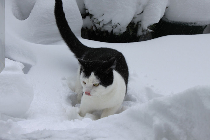 Readers' snow pictures: Snowy nose needs lick