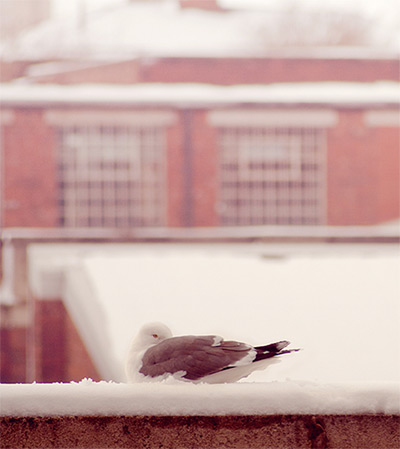 Readers' snow pictures: Untitled