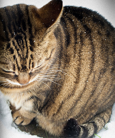 Readers' snow pictures: Snow cat