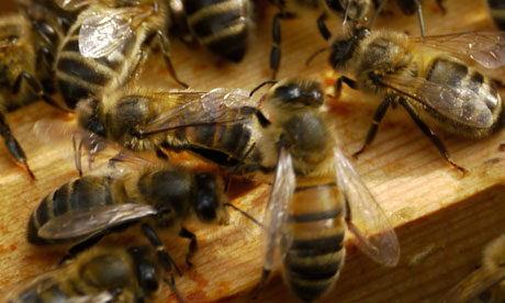 Bees affected by pesticides