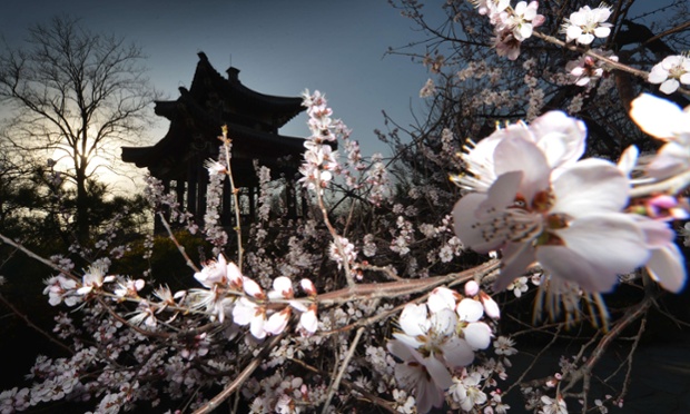 Spring has sprung for the Chinese. A cherry blossom stands beside an ancient Chinese pagoda at the Yuyuan Tan Park during the start of the blossom season in Beijing. Thousands of Beijingers flock to parks around the city during the one month blossom season which coincides with the Qingming tomb sweeping day.