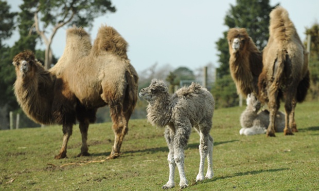 One hump or two? A baby Bactrian camel stands between its parents, as it explores their enclosure for the first time at West Midlands Safari Park, Bewdley. 