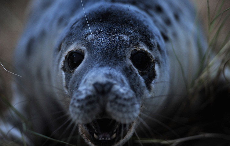 24 hours: Blakeney, Norfolk, England: A Grey seal at Blakeney Point
