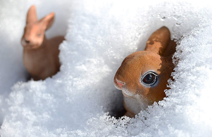 24 hours: Luebeck, Germany: Easter bunny figurines are covered with snow in a garden
