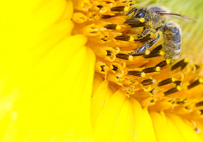 Week in wildlife: A bee collects nectar from a sunflower on a field near Leibstadt