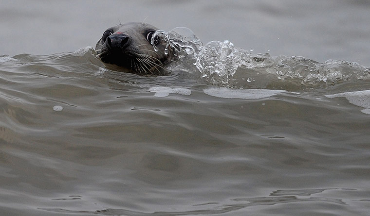 Week in wildlife: General Views Blakeney Point