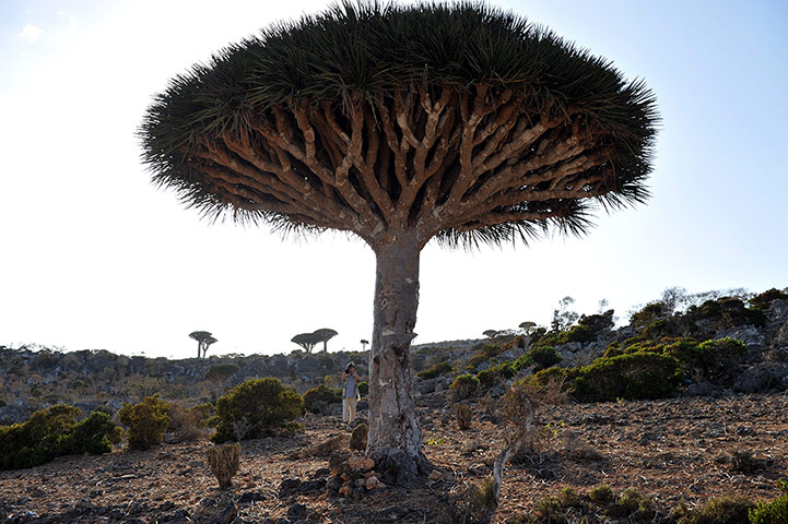 Week in wildlife: Dragon blood tree on the island of Socotra
