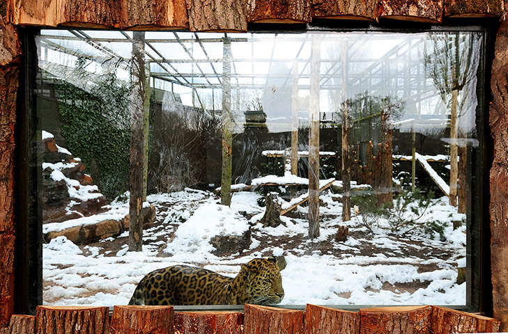 Week in wildlife: Animals at Twycross Zoo 