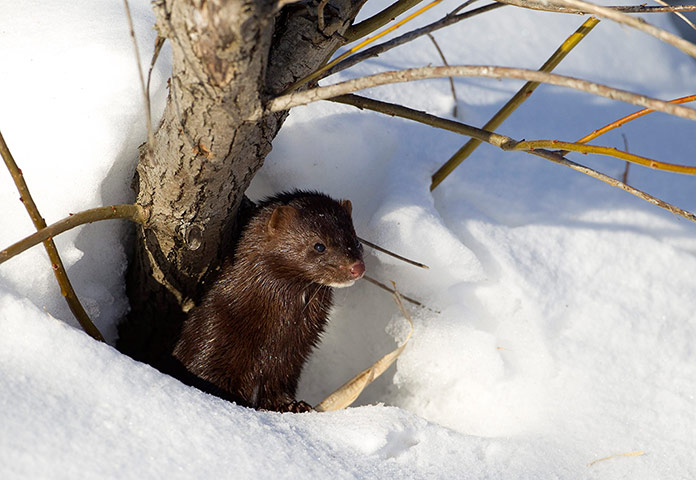 Week in wildlife: A mink looks out from its den