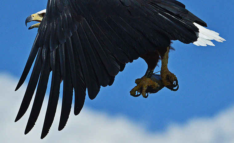 Week in wildlife: An African fishing eagle catches a fish