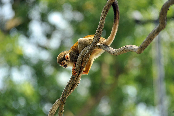 Week in wildlife: A squirrel monkey rests a tree during  a