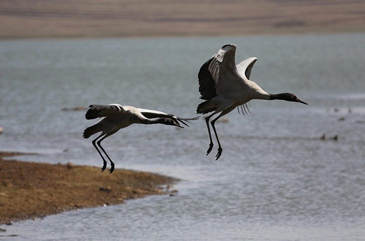 Week in wildlife: Black Necked Cranes Seen In China