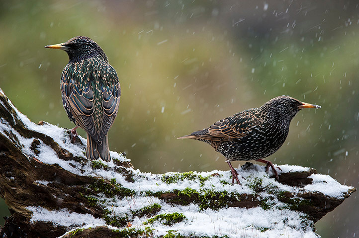 Week in wildlife: Two Common Starlings