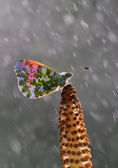 Week in wildlife: Orange tip in spring rain