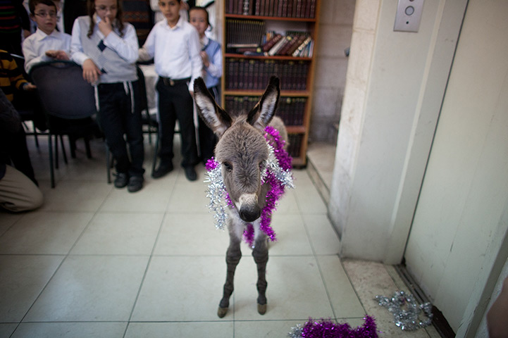 24 hours in pictures: 'Redemption of the Firstborn Donkey' Ceremony