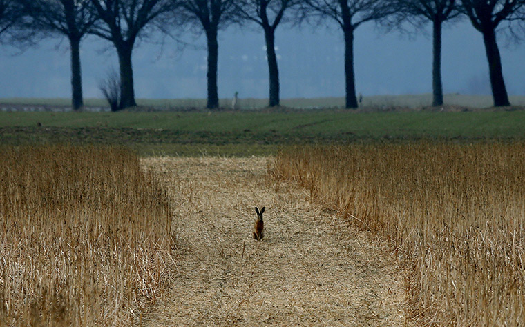 24 hours in pictures: Duisburg,  Germany: A hare rests in a field