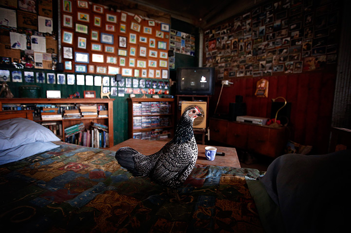 24 hours in pictures: A chicken stands on the bed of farmer Lindy Haynes 