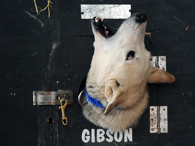 24 hours in pictures: Honey the dog peeks out of a dog truck at the ceremonial start of the Iditarod Trail Sled Dog Race in Alaska